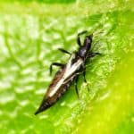 Thrips auf einem grünen Blatt einer Pflanze