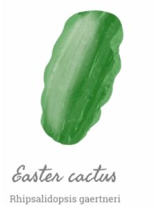 velkonocny kaktus rozdiely v tvare listov Sviatocnych kaktusov Ilustracia Seana Collinsa 4