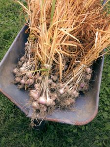 Knoblauchernte