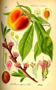 Botanische Illustration des Pfirsichs mit Blättern und Blüten