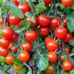 Červené kríčková paradajka KARKULKA
