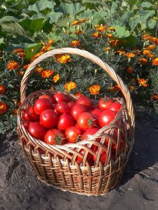 paradajky v kosiku