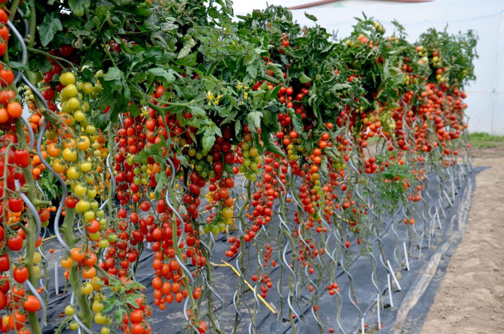 Tomaten anbauen