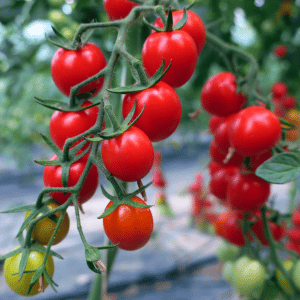 Rispen mit reifen roten Cherrytomaten der Sorte BABY CHERRY im Gewächshaus
