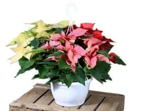 Roter Weihnachtsstern mit grünen Blättern und silbernen Perlen