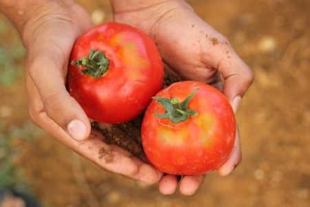 paradajky v dlani