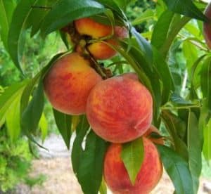 Pfirsichbaum