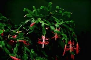 Grüne Zimmerpflanze mit glänzenden Blättern im Blumentopf
