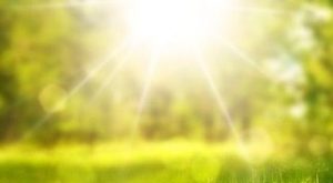 Sonnenstrahlen für Setzlinge