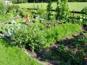 Eigene Setzlinge im Gemüsegarten