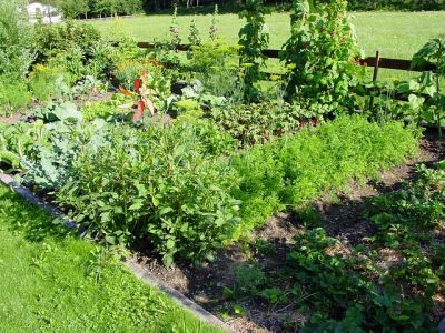 Gemüsegarten