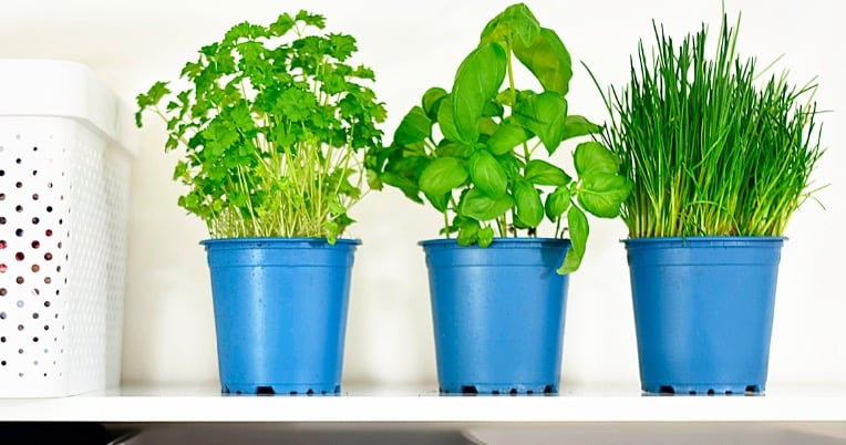Fröhlicher Einkauf von Gartenbedarfsartikeln im Geschäft