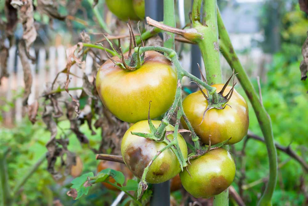 Krankheiten der Tomaten