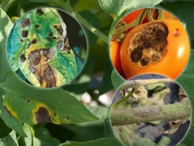 Tomatenpflanze befallen von Schwarzem Schimmel