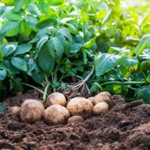 Kartoffelpflanzen im Beet mit freigelegten Knollen in der Erde