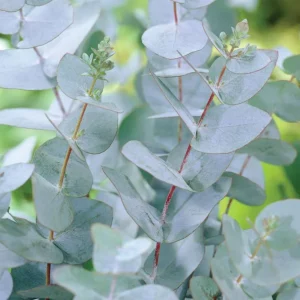 Eukalyptus (Eucalyptus)