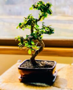 Bonsai für Anfänger