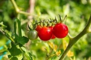 Strauchtomate