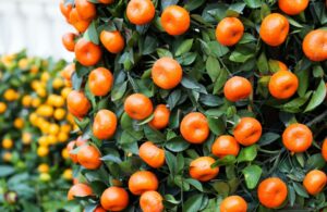 Zitrusfrüchte - Mandarine
