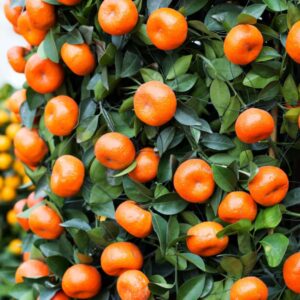 Mandarinenbäumchen voller reifer, orangefarbener Früchte zwischen dunkelgrünen Blättern