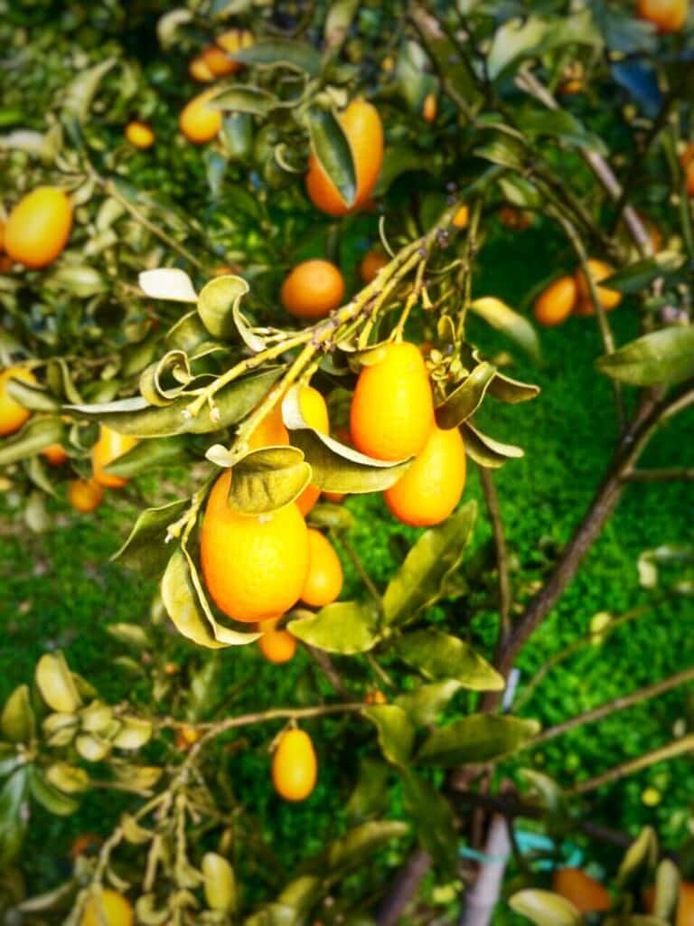 Zitronenbaum-Strauch