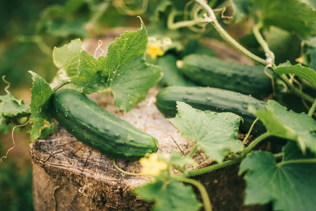 Gurkenfrucht