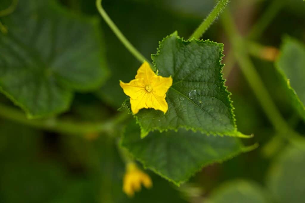 Gurkenblüte
