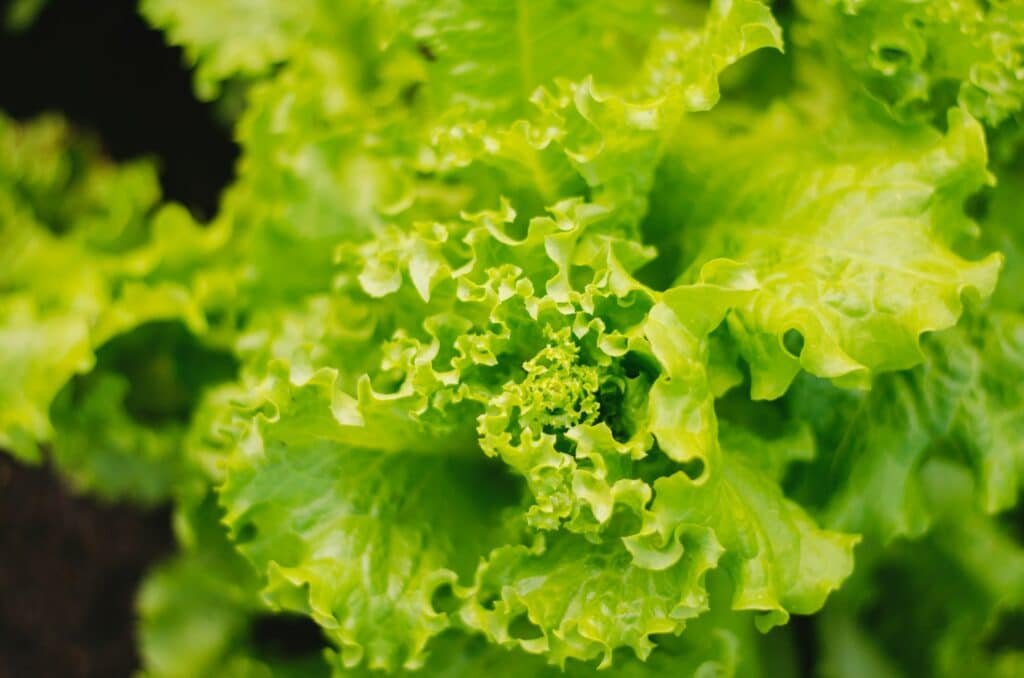 Grüner Salat - Kopfsalat