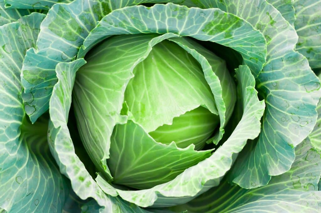 Kohl