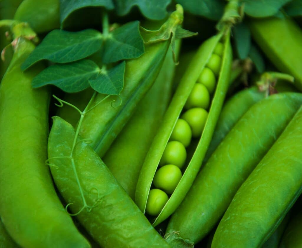 frische Erbse
