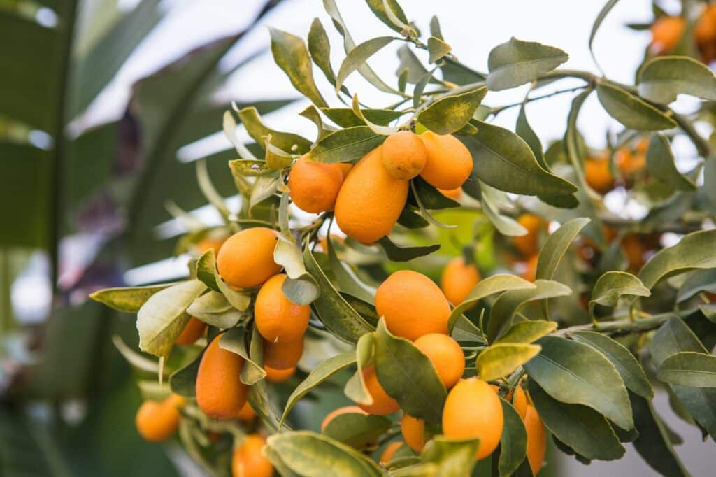 Kumquat - Anbau von Zitrusfrüchten