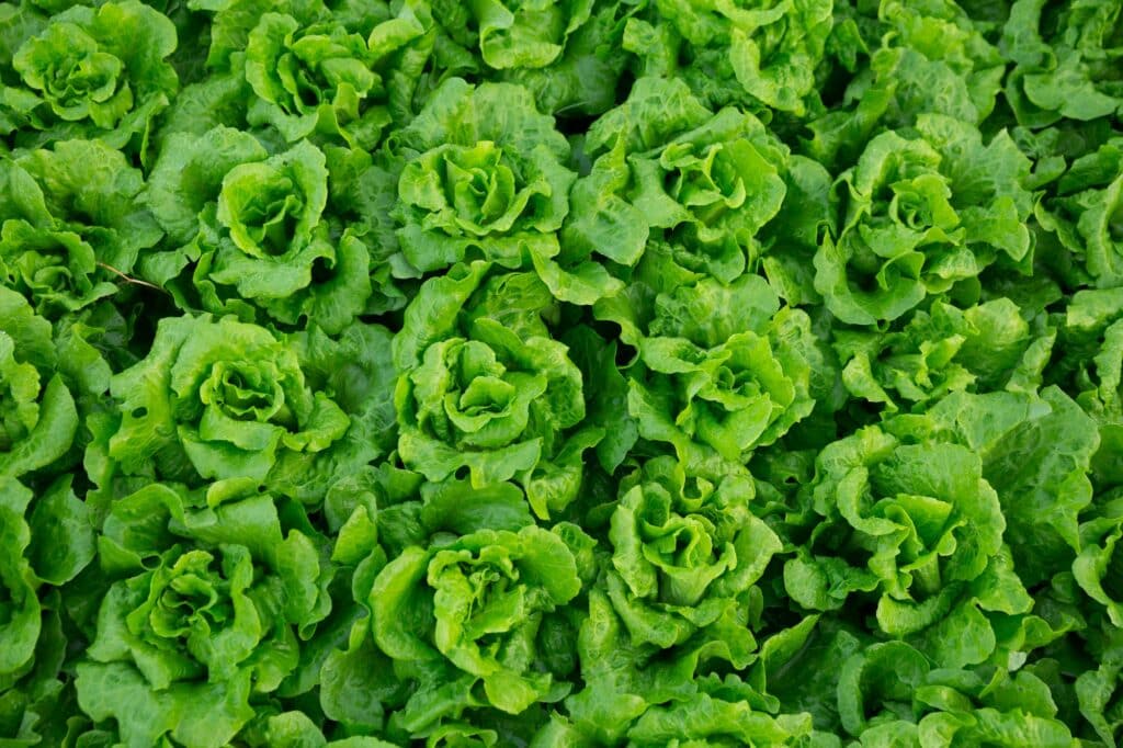 Lettuce