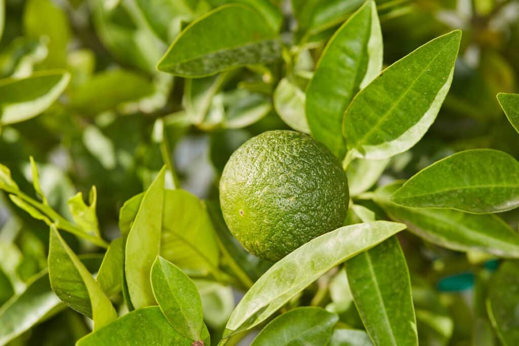 Limettenstrauch