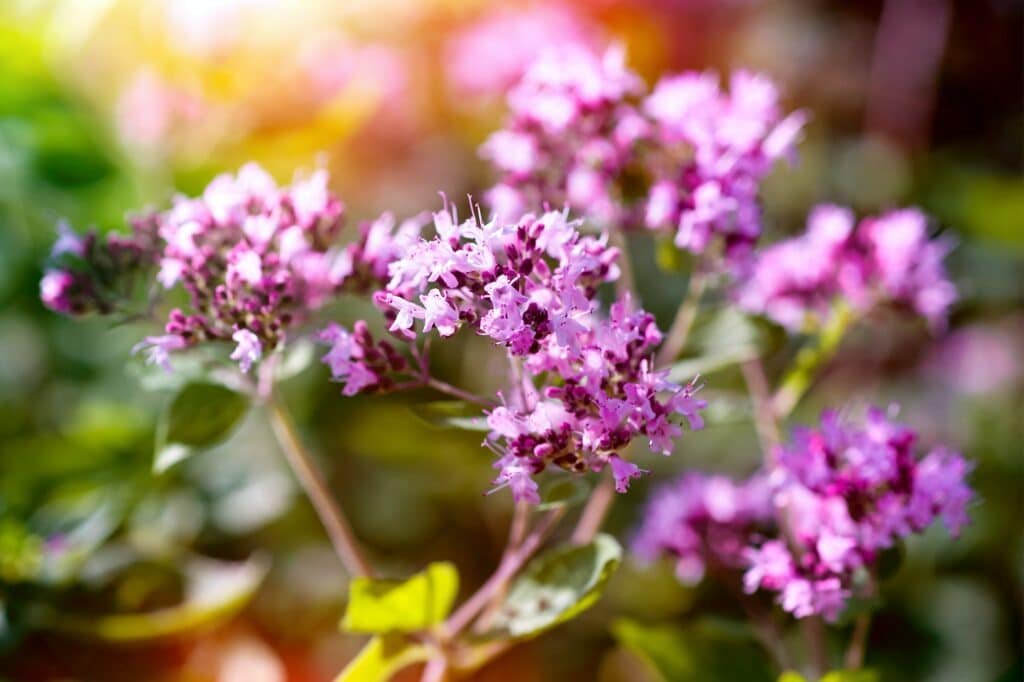 Gartenmajoran