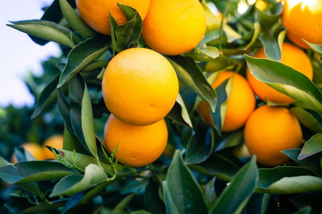 Orangenbaum