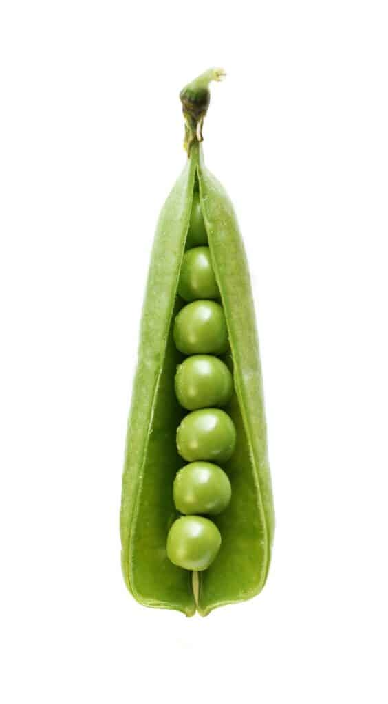 Schote mit Erbsen