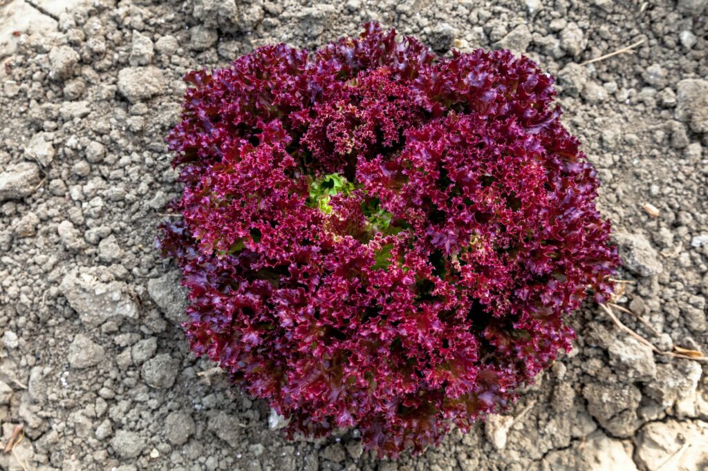 Violetter Salat