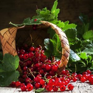 Weidenkorb mit ausgeschütteten Trauben reifer roter Johannisbeeren und Blättern auf einem Holztisch