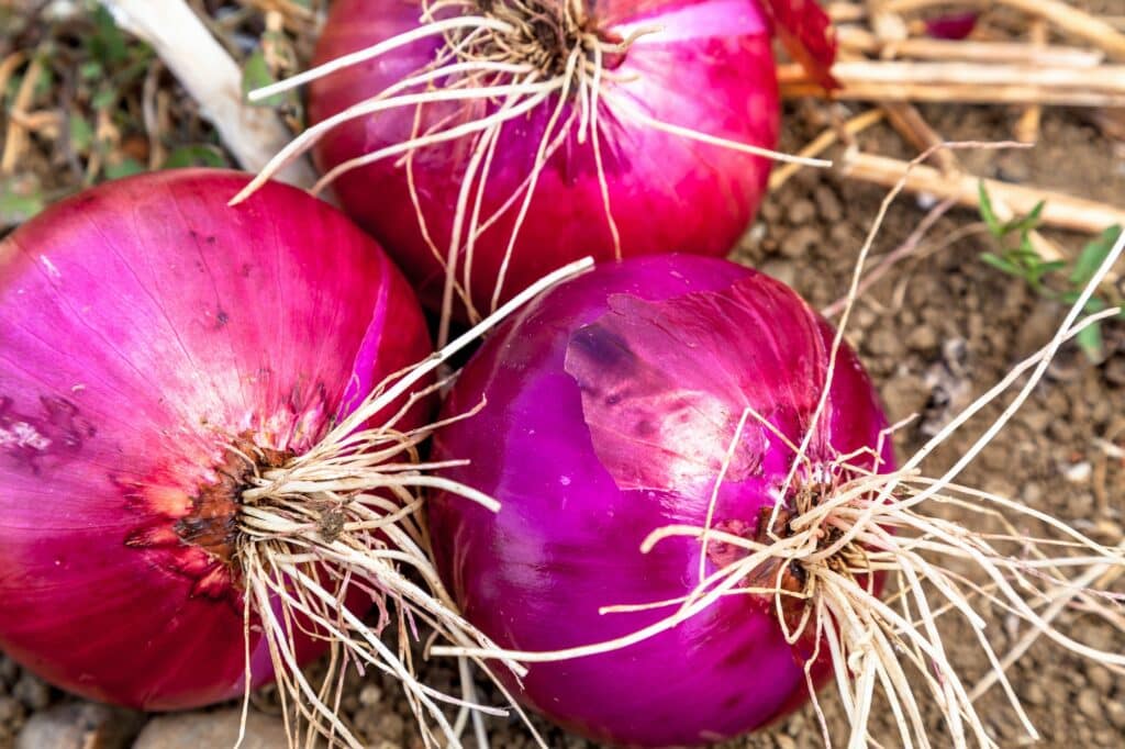 rote Zwiebel