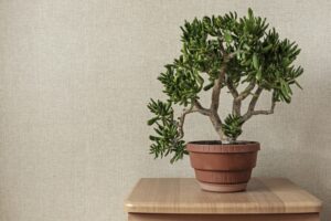 Zimmer-Bonsai