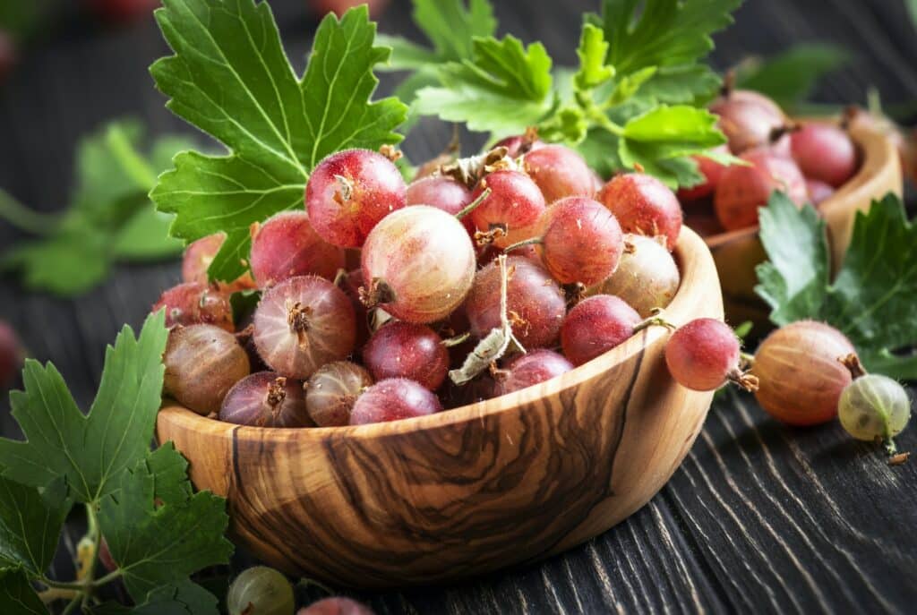 Rote Stachelbeere