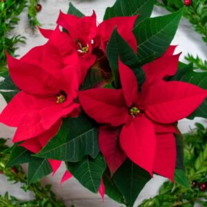 Weihnachtsstern