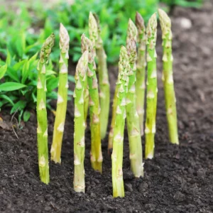 Asparagus officinalis