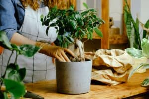 Umtopfen eines Bonsais - Ficus