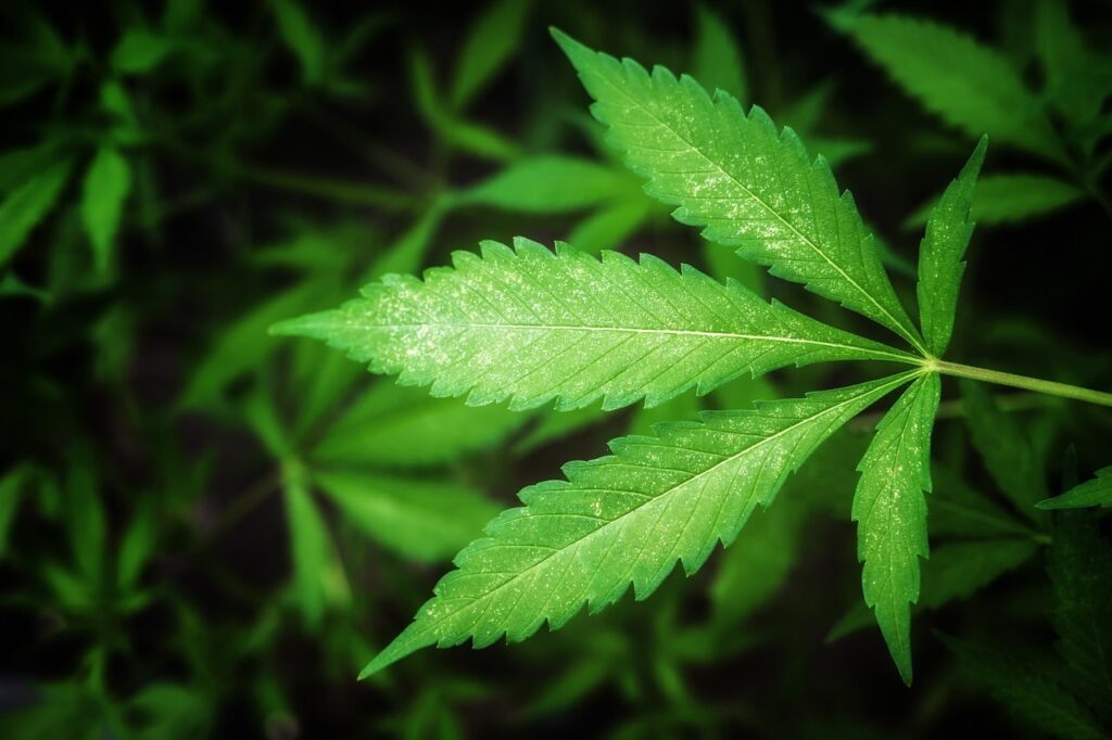 Hanf (Cannabis sativa)