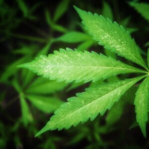 Hanf (Cannabis sativa)