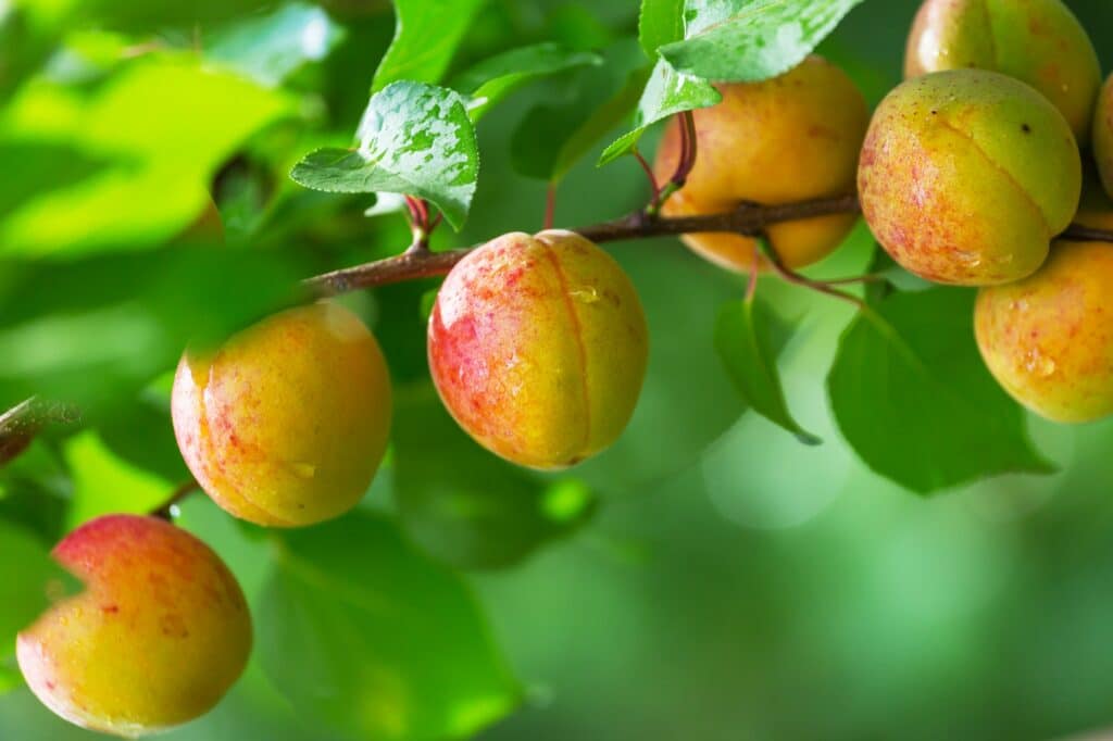 Gemeiner Aprikosenbaum