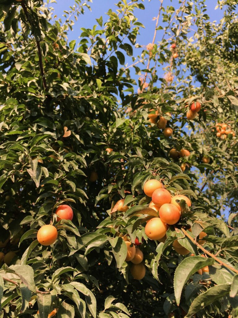Aprikosenbaum