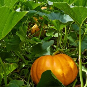 Reifender orangefarbener Kürbis zwischen großen Blättern auf dem Beet