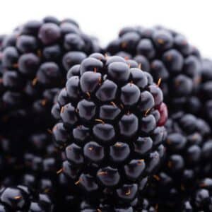 Nahaufnahme reifer schwarzer Brombeeren vor weißem Hintergrund
